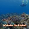 yakushima scuba diving